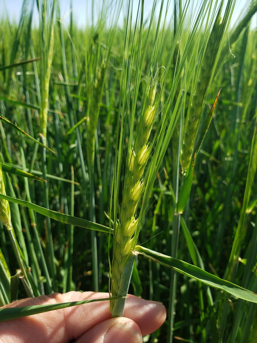 What's the cause behind empty heads on feed barley?