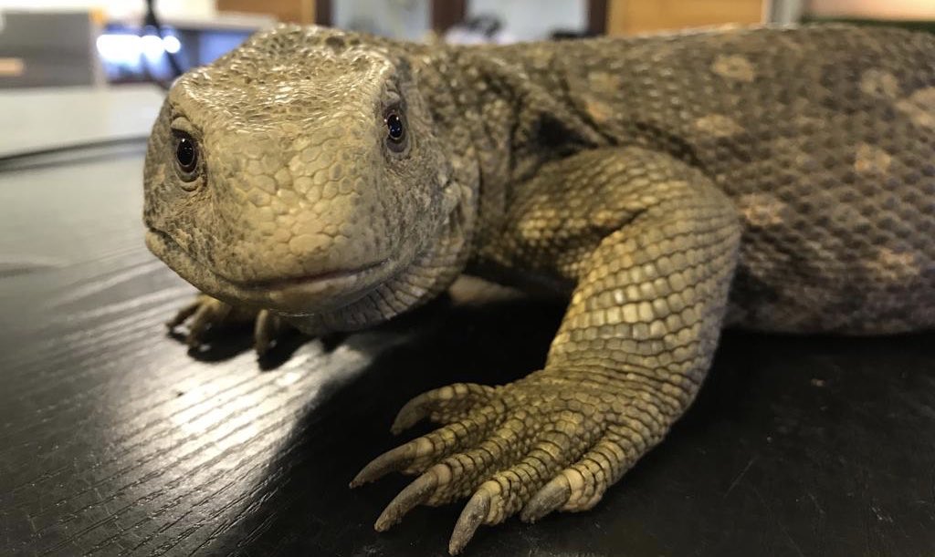 MitchellRees9's tweet photo. Meet Joey, the #BoscMonitor lizard @coleggwent Animal Care Centre. Joey is a firm favourite with our #AnimalCare learners. Sign up to one of our Animal Care courses today! 🐍#MadeForGreatness #UskCampus #BoscMonitorLizard https://t.co/39twEpyAcC