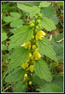 Identifying Yellow archangel. Do you know the difference? Lamiastrum galeobdolon subsp. argentatum is Variegated Archangel an innocent-looking but highly invasive #garden relative of the native Yellow archangel (Lamiastrum galeobdolon ).  #gardening #plantID #wildflowers
