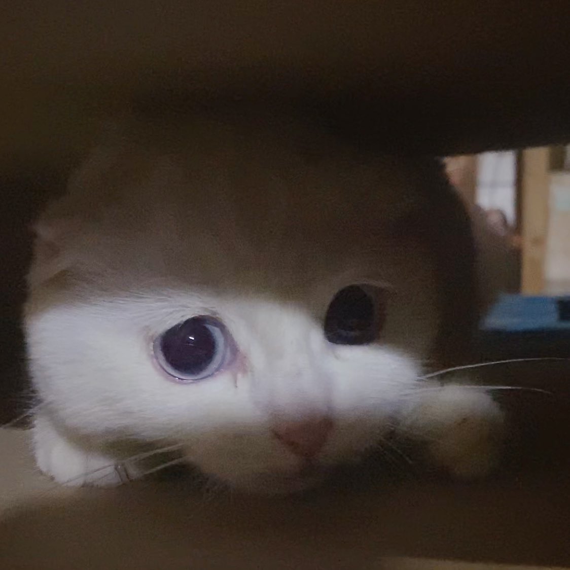 awwwfluffy's tweet photo. ในนี้มังมืกมากเนยนะ ถ้าใจไม่ถึงอย่าเข้ามาเนยนะเด่กๆ กุ๊กกู๋หลอกจินตับเนยนะ! https://t.co/Mqh8PSTOaI