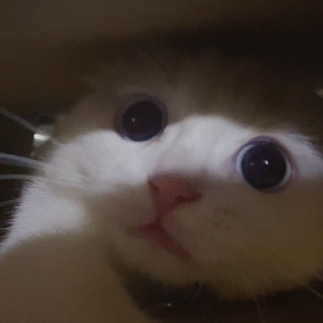 awwwfluffy's tweet photo. ในนี้มังมืกมากเนยนะ ถ้าใจไม่ถึงอย่าเข้ามาเนยนะเด่กๆ กุ๊กกู๋หลอกจินตับเนยนะ! https://t.co/Mqh8PSTOaI