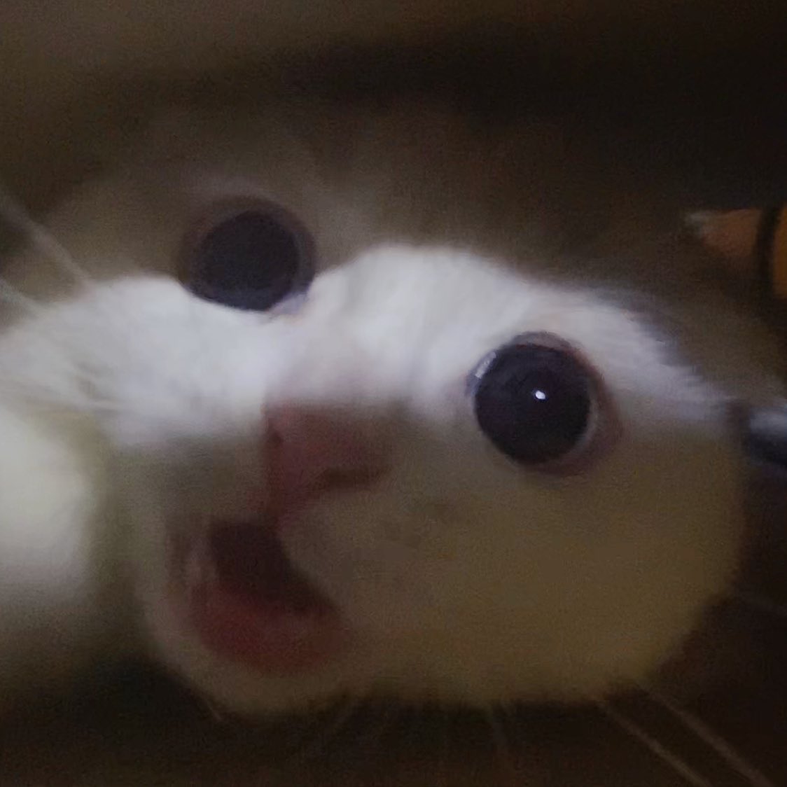 awwwfluffy's tweet photo. ในนี้มังมืกมากเนยนะ ถ้าใจไม่ถึงอย่าเข้ามาเนยนะเด่กๆ กุ๊กกู๋หลอกจินตับเนยนะ! https://t.co/Mqh8PSTOaI