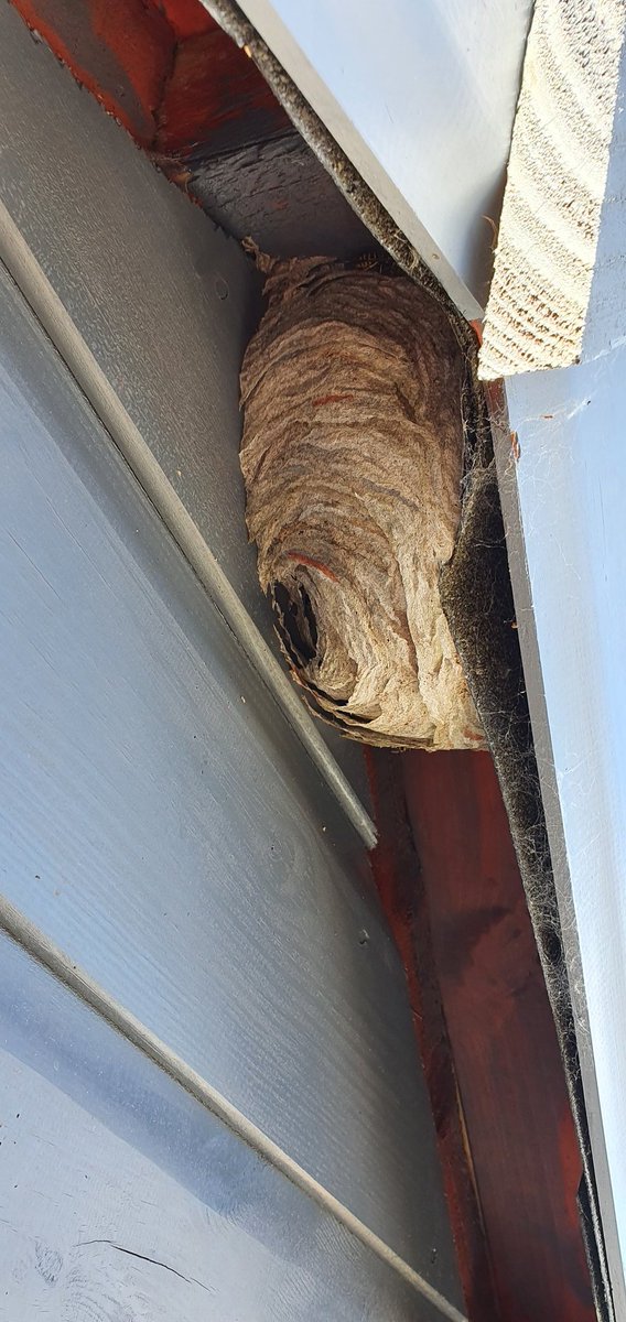 Kate06020820's tweet photo. @MrsPhil10445060 We had a shock today whilst in garden, I looked up at shed and said whats that by door went and looked and we seem to have visitors 😬😲 a Nest https://t.co/qe1GsPlFNq
