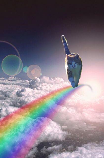 PookieMacalpi's tweet photo. I'm here wif all dah anipal angels to greet and guide my old pal Hammy @hamish_mccat OTRB. I pawmise his Mama that I will take vewy good care of him 💔🌈😿 #RIPHamish https://t.co/czGbOkAdUv