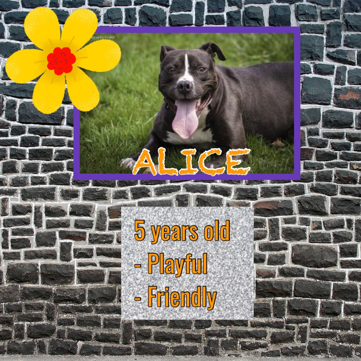 CNY_SPCA's tweet photo. Meet Gorgeous Alice! This girl is vibrant and happy pup. She has lots of love to give! She’s looking for a family of her own! You have to meet Alice! Email sm@cnyspca.org to set up a meet &amp; greet! #foreverhomeneeded #adoptashelterdog #adoptAlice #cnycentral #adoptdontshop https://t.co/eXJ78ykW3J