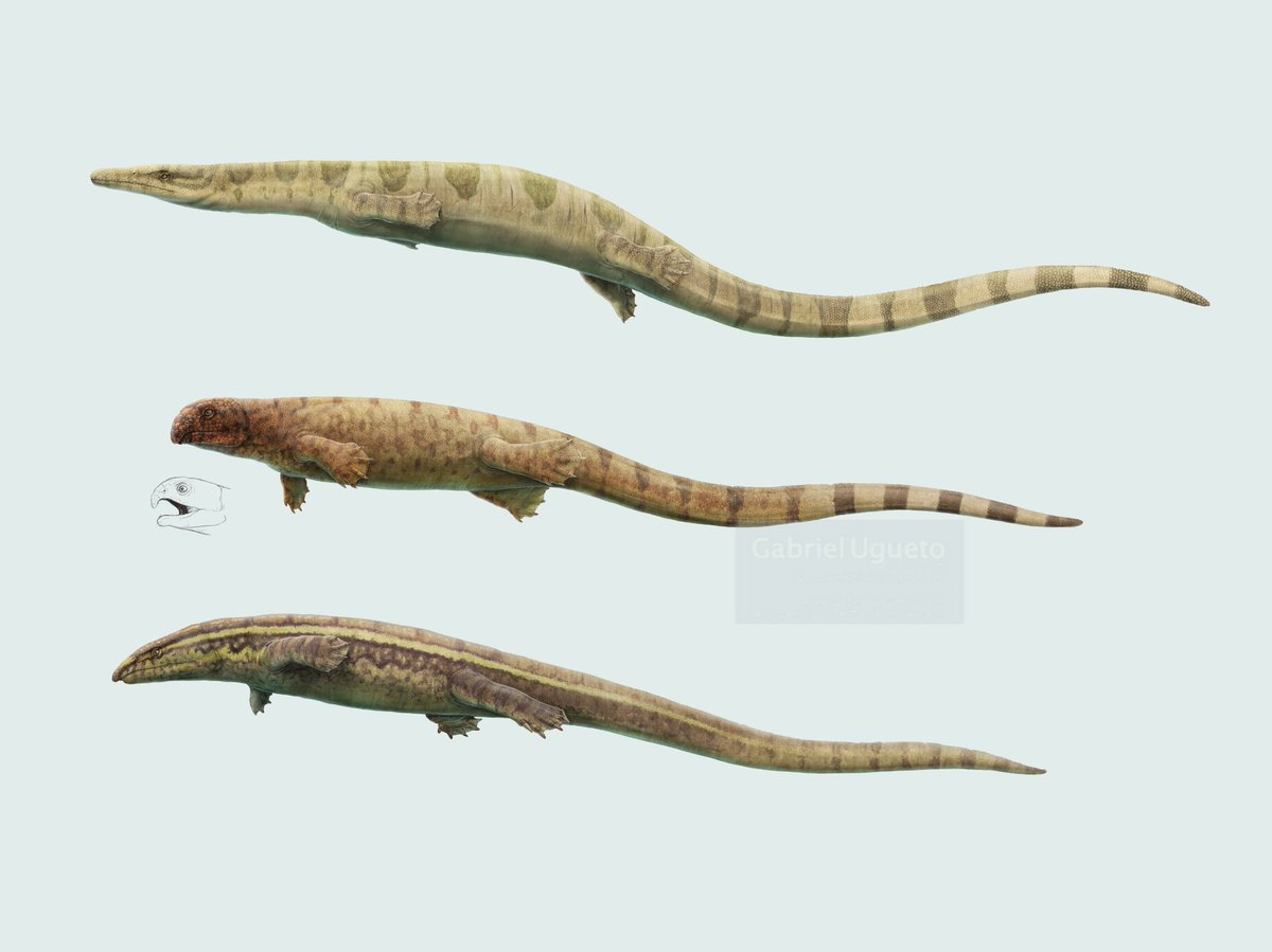 Gabriel N. U. tweet media