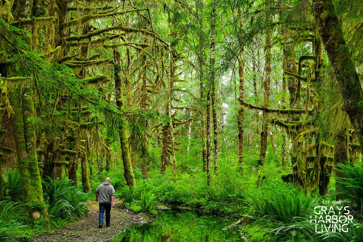 GraysHarborLvng's tweet photo. Good morning Grays Harbor! #GraysHarborLiving
.
Tag us!
.
#GraysHarbor #GraysHarborCounty #OlympicPeninsula #pnw #Queets #explorewa #k5summer #sonorthwest #westernwashington #coastalwashington #washingtoncoast #rainforest #hiking #pacificnorthwest #pnwonderland #pnwlife #outdoors https://t.co/Sb8pRh6Er1