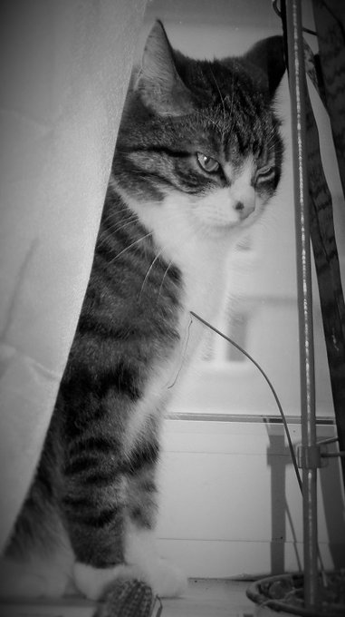 The prettiest girl in the whole world - Mona-passed today. R.I.P.   I will miss my dear girl :( https://t