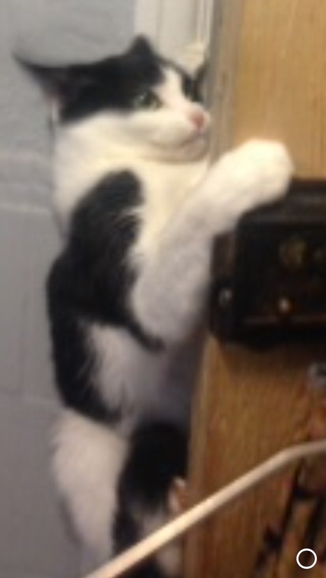 TwitchingSnake's tweet image. My cats a bit weird