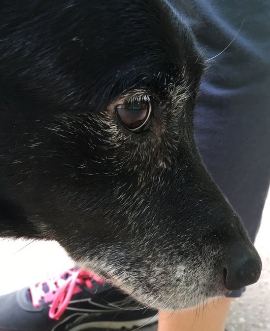 AngelMoonSand's tweet photo. Ni traga, ni glasa...
Još jedna noć, a ne vidi dobro, slabije čuje, njuh mu je oslabio...
Velika dobrica i maza
Voli mace, a i mace vole njega
Ne ume da se brani, zalaje po nekada
Loše mi je stvarno😞😭 https://t.co/0aWA5VsUUN