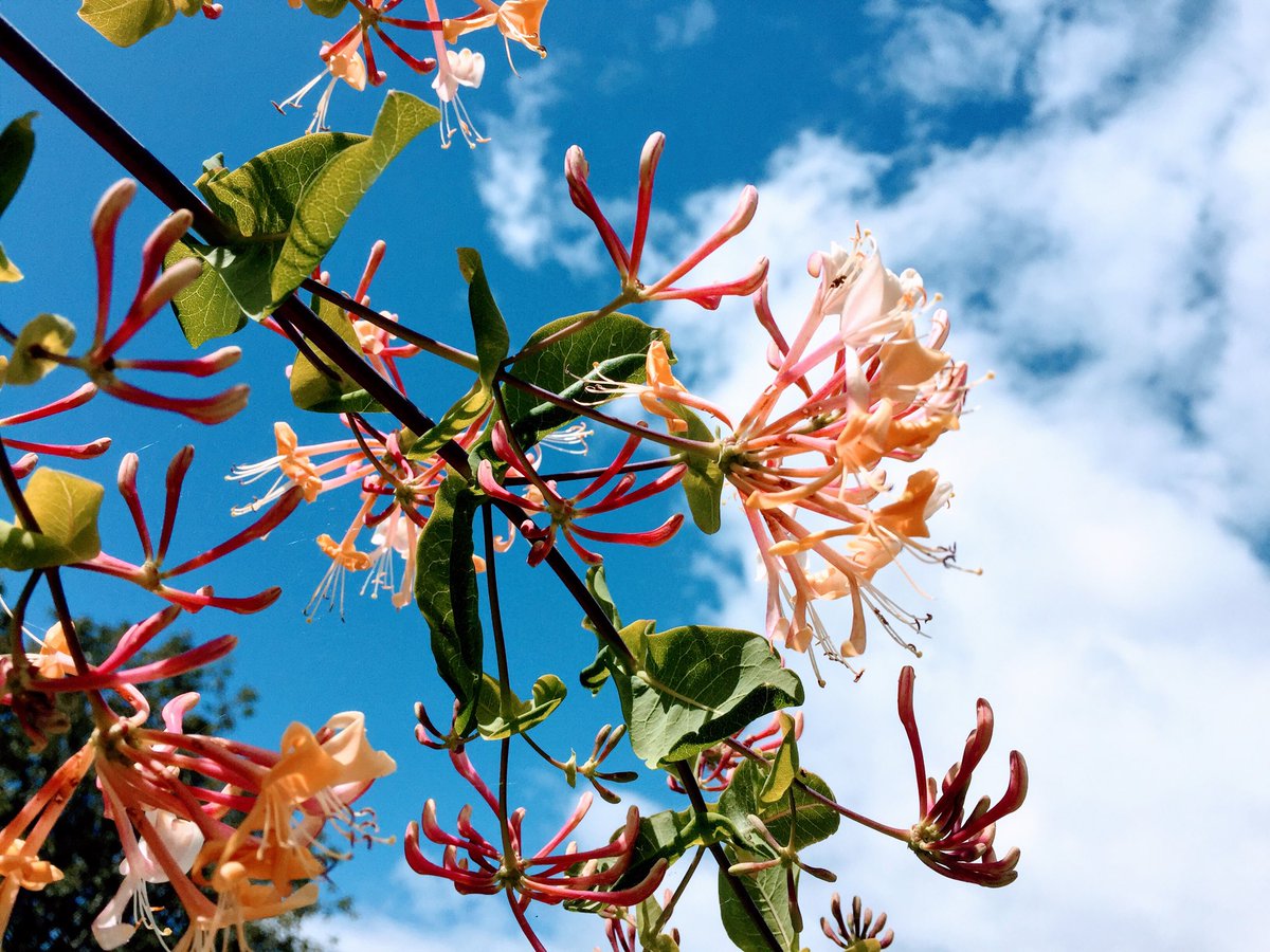 Honeysuckle 🙏🌿❤️ .... bees love it and so do I 🐝🐝🐝