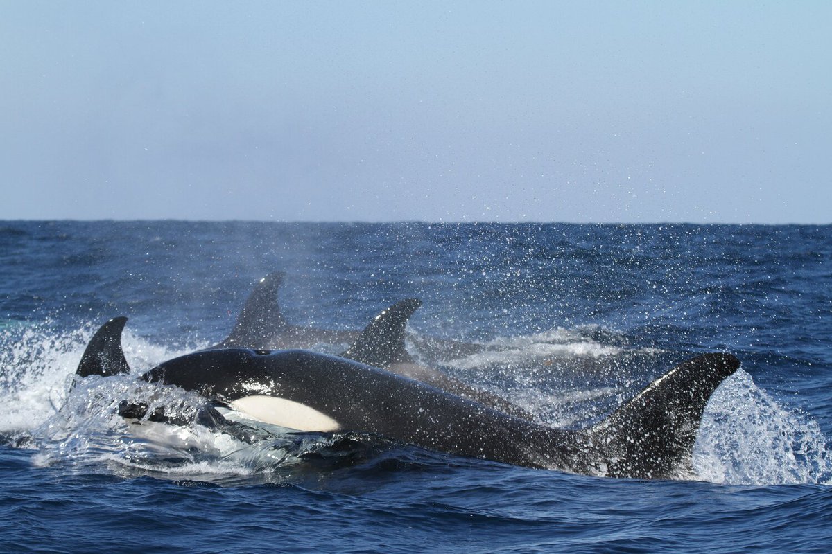 forevergilmour's tweet photo. Is a killer whale really a whale? What state was formed from a part of Massachusetts? Show us what you know tomorrow night at Family Trivia! https://t.co/wrKODwFOnB
#trivia #familytrivia #marinemammals #mammals #americanhistory #history #games #familygamenight #berkshiremuseum https://t.co/tf9PwfFS07