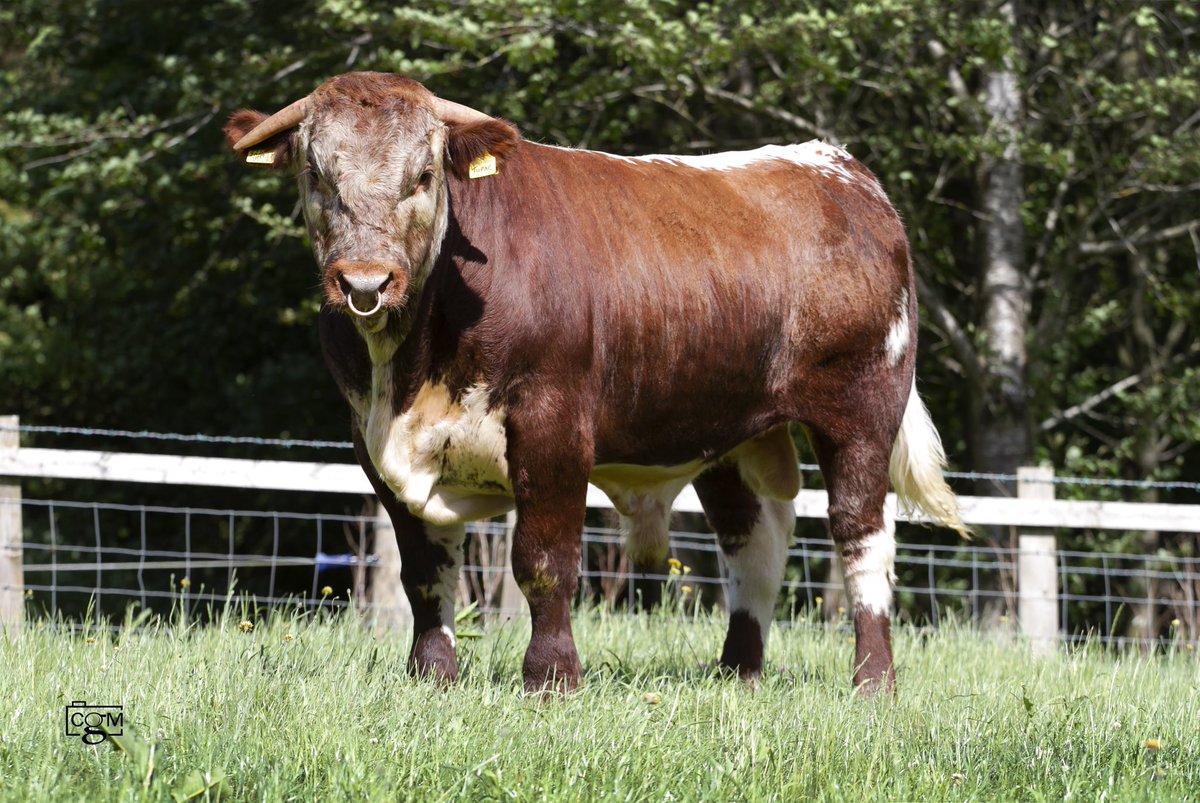 💥For Sale💥

Gentons Tupac 

Dob 6/5/2019
  
Sire: Harrow Quercus (son of Trelawny Icarus who sired many of Pointers’ champion animals)

Dam:  Gorse Unexpected EX91
 
The Gentons herd is Accredited for BVD, IBR, Johne’s R2  

Tupac tested negative for BVD, IBR, Lepto and Johne’s