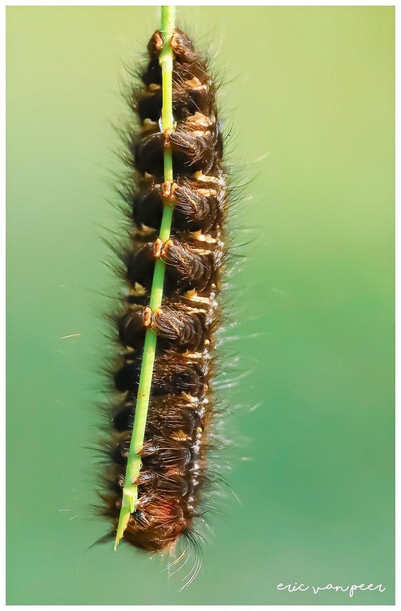 Kijk zo doet een rupsje dat 😀