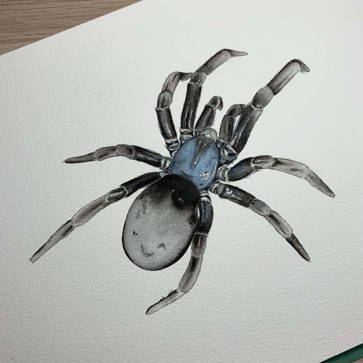 I’m mixing a bluish purple-grey shade for the blue/purple sheen on this spider. I’d love to tell you exact shades but a) it’s not really necessary and b) I’ve forgotten them anyway. Base colour wash is down. Once dry, I start building detail.