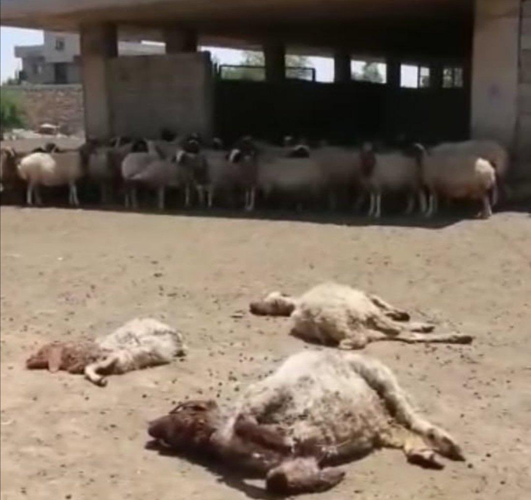 HemmedAliAslan's tweet photo. Mardin Güneyli köyünden kuraklığın ve hayvan teleflerinin olduğu gerçek resimler geldi.

Artuklu Nusaybin Derik ve Kızıltepede 500 köyde elektrikler tek Faz ve kuyulardan su çekilemiyor.
Tek geçim kaynağı hayvancılık ve tarım olan çiftçiler can çekişiyor !

#dedaşkamulaştırılsın https://t.co/QX1y0q639e