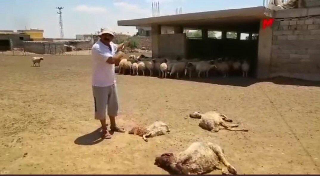 HemmedAliAslan's tweet photo. Mardin Güneyli köyünden kuraklığın ve hayvan teleflerinin olduğu gerçek resimler geldi.

Artuklu Nusaybin Derik ve Kızıltepede 500 köyde elektrikler tek Faz ve kuyulardan su çekilemiyor.
Tek geçim kaynağı hayvancılık ve tarım olan çiftçiler can çekişiyor !

#dedaşkamulaştırılsın https://t.co/QX1y0q639e