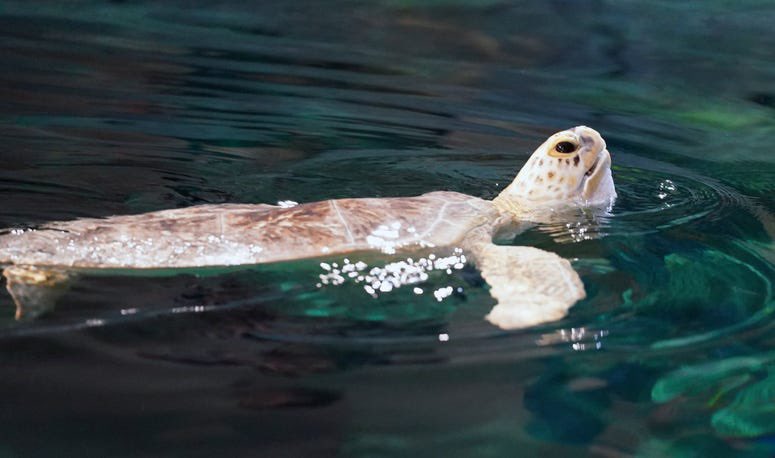 St. Louis Union Station (@unionstationstl) on Twitter photo Tsunami, a rescued green sea turtle, is the newest resident <a href="/AquariumSTL/">St. Louis Aquarium</a>!
After three years in rehab, just last week she was released into the Aquariums’ 250,000 gallon shark canyon.
Get your tickets to see her in person at stlouisaquarium.com 🐢
📸: UPI/Bill Greenblatt Tsunami, a rescued green sea turtle, is the newest resident <a href="/AquariumSTL/">St. Louis Aquarium</a>!
After three years in rehab, just last week she was released into the Aquariums’ 250,000 gallon shark canyon.
Get your tickets to see her in person at stlouisaquarium.com 🐢
📸: UPI/Bill Greenblatt