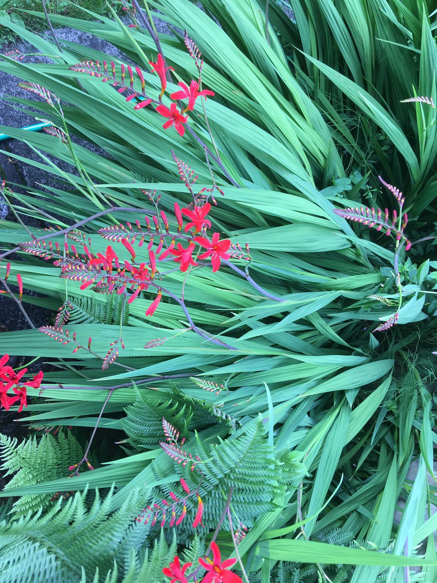 NualaCj's tweet photo. Lovely evening light in the garden. #lovegardening #plants #mondayover https://t.co/exm6qaIg6I
