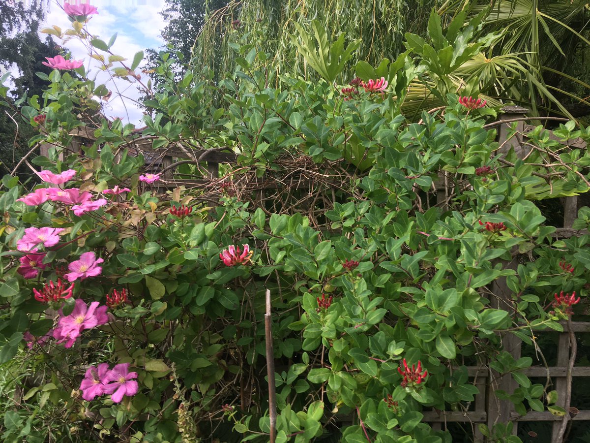 NualaCj's tweet photo. Lovely evening light in the garden. #lovegardening #plants #mondayover https://t.co/exm6qaIg6I