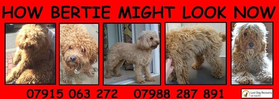 bertie_is's tweet image. If Bertie is hiding out somewhere on the @sdnpa and foraging, his fur will have become very matted and long. Aside from the pain and discomfort that causes him, we are upset that this might mean he gets caught in something 💔💔 #findbertie please 📞 with any sightings 🤞🍀