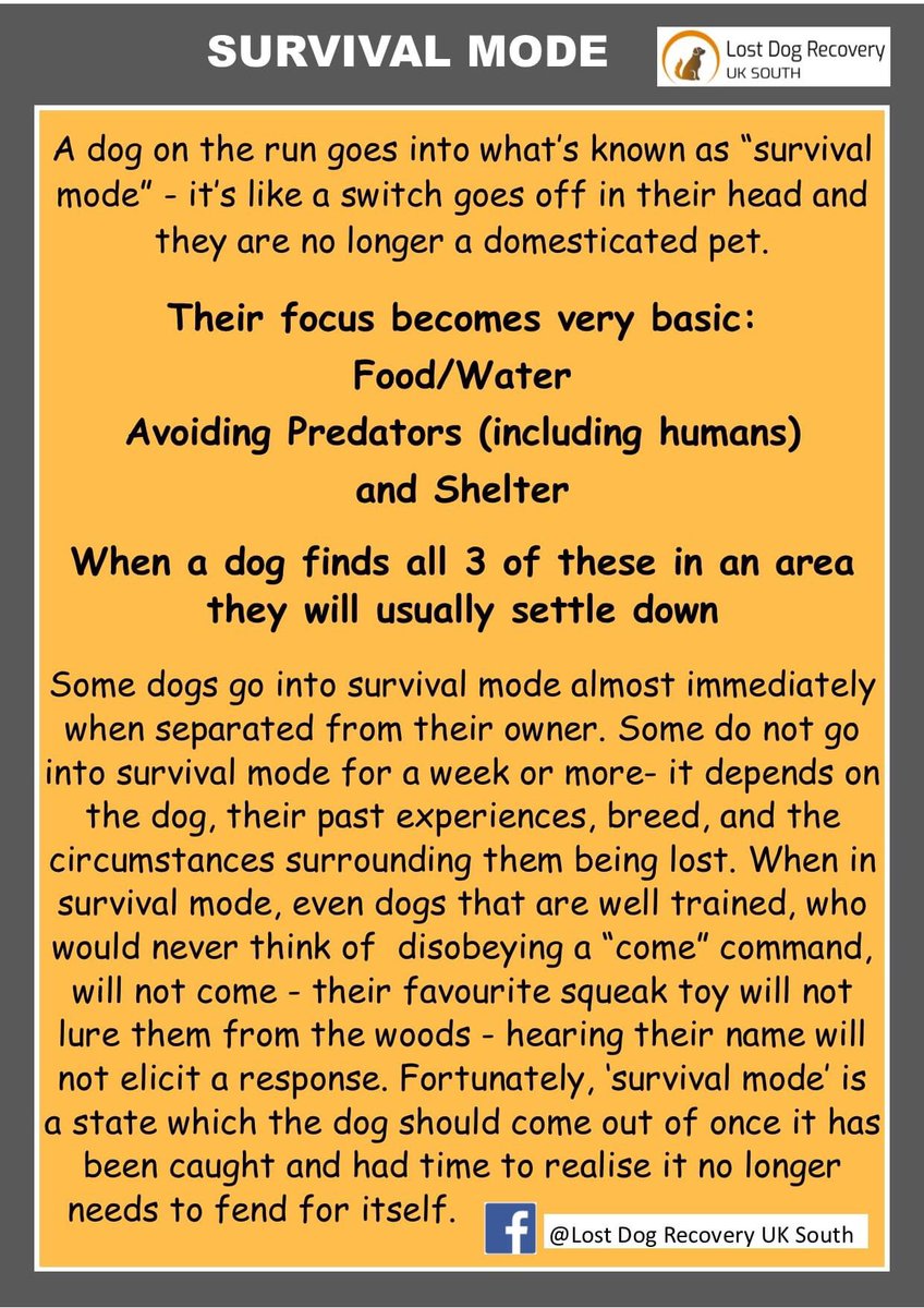 bertie_is's tweet image. If Bertie is hiding out somewhere on the @sdnpa and foraging, his fur will have become very matted and long. Aside from the pain and discomfort that causes him, we are upset that this might mean he gets caught in something 💔💔 #findbertie please 📞 with any sightings 🤞🍀
