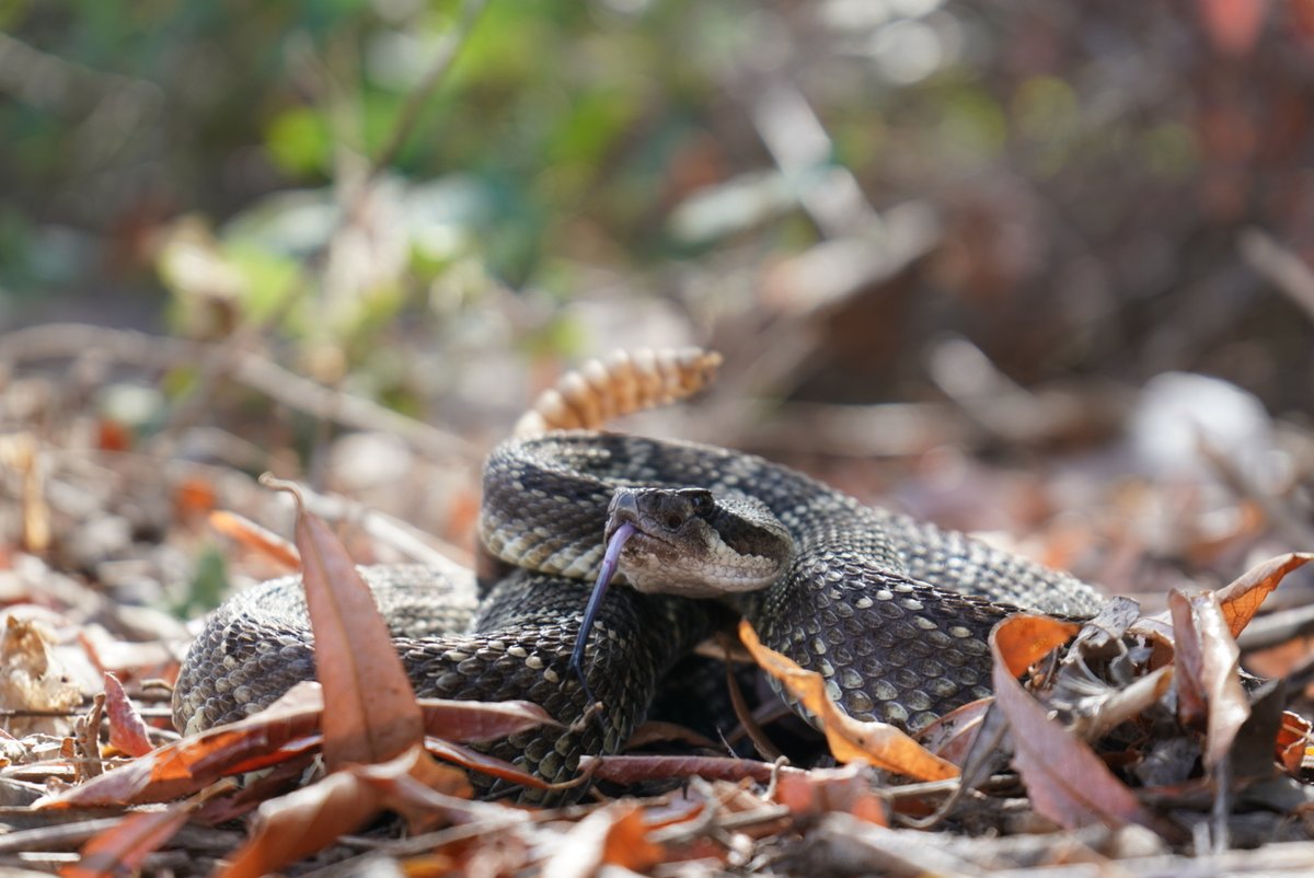 Donald H Schultz tweet media