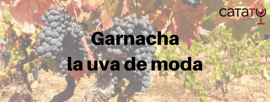 CataTu_es's tweet photo. Disfruta de una de las uvas que produce los #vinso más de moda, la #garnacha tanto tinta como blanca. https://t.co/E6I58CfdQd vía: @catatu_es @EdetariaCeller @DOMentrida @PagoCasaBlanco @BodegaMonjardin @Domblasco_Wine https://t.co/55tBQYSNas