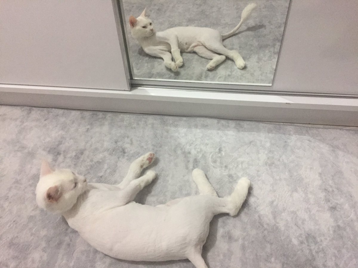 Tıraş olduktan sonra kendini seyrediyor😄 biraz ruh sağlığı bozuldu gibi