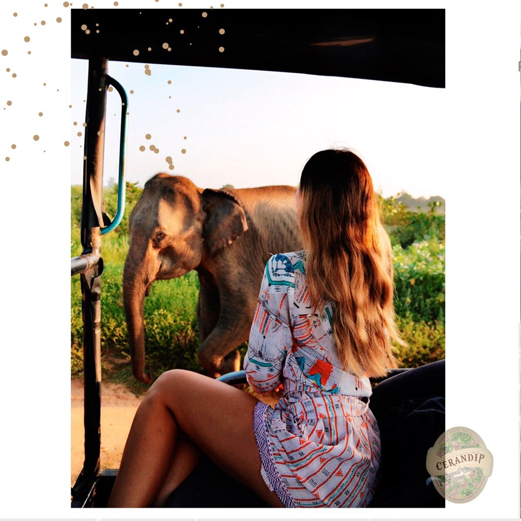 Cerandip1's tweet photo. Sri Lanka is one of the few remaining places where you can see hundreds of wild elephants roam free.

The Sri Lankan elephant is one of three recognised subspecies of the Asian elephant, and native to Sri Lanka.

📸: https://t.co/szl6Dq3VBE
#srilanka #asia #cerandip #creamliquor https://t.co/WfyMFTxfGB