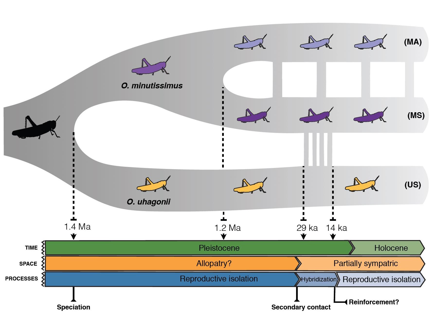 Reproductive Isolation Diagram