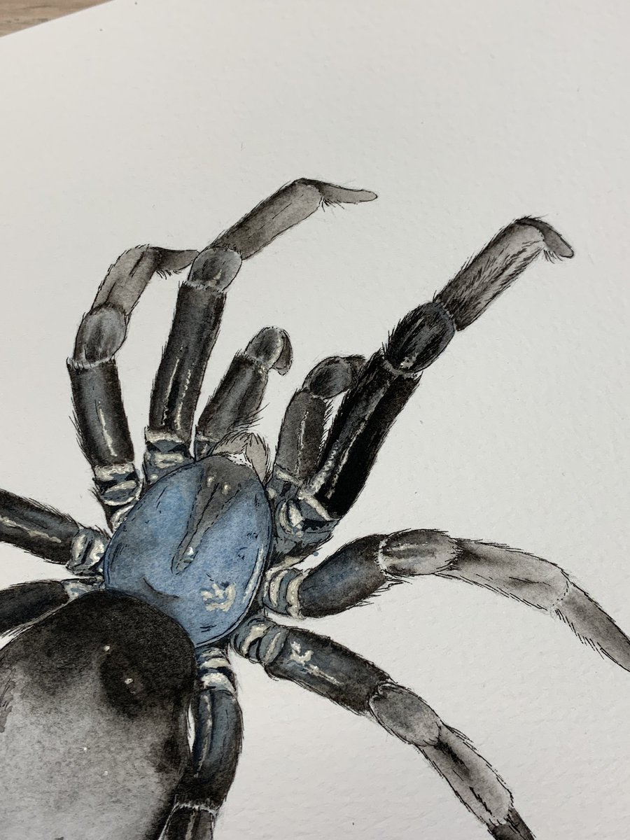 Detailing leg hairs now. Detailing happens in layers. The first layer is quite fluid and a bit messy. This illustration will look terrible for a while, but it will come back together with addition of yet more details. Also, she’ll get her other 6 eyes soon 