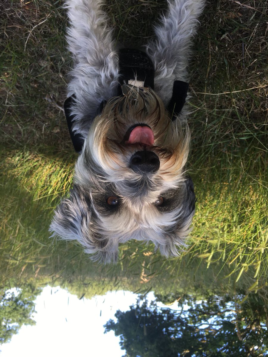colonel_oscar's tweet photo. In horder to observe #WorldUpsideDown I has gone upside down tooawoo! #blind and #VisuallyImpaired hoopeeps are having a tough time being #SociallyDistant we all needs to #BeAwareBeKindOfferHelp my nanny has #blephrospasm so dis is fur her!! @RNIB_campaigns πΎπΎ https://t.co/VB1iOBxaQ6
