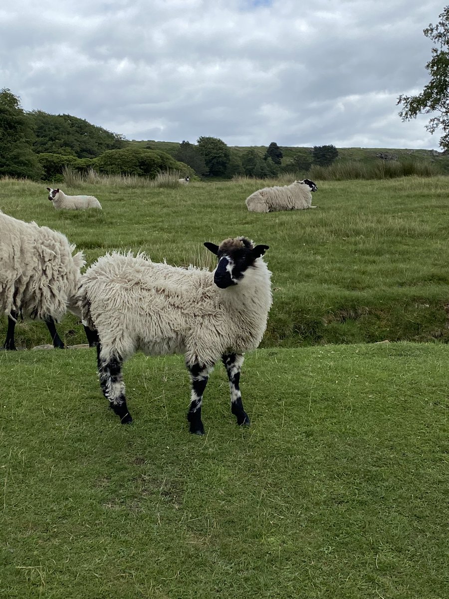Hannahwall96's tweet photo. Great start to the #StepAgainstStrep challenge today! Lots of fab views but now definitely think I deserve my takeaway 🐷 😋 @GBSSupport
You can sponsor us here!: https://t.co/Q8PO169Aug
@irwinmitchell https://t.co/Xs5gKIpprG