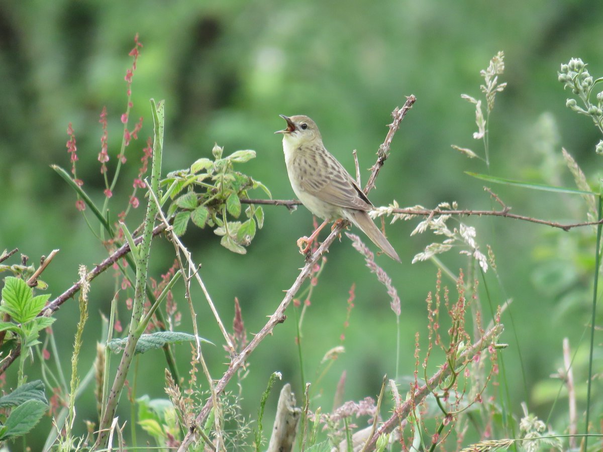 donnarainey4's tweet photo. First time I have knowingly seen a Grasshopper warbler. I watched it for ages singing it's heart out. What a magical moment, &amp; a beautiful bird. @RSPBNI Used to hear them down my road before all the suitable habitat got built on. https://t.co/FAyvot0ywo