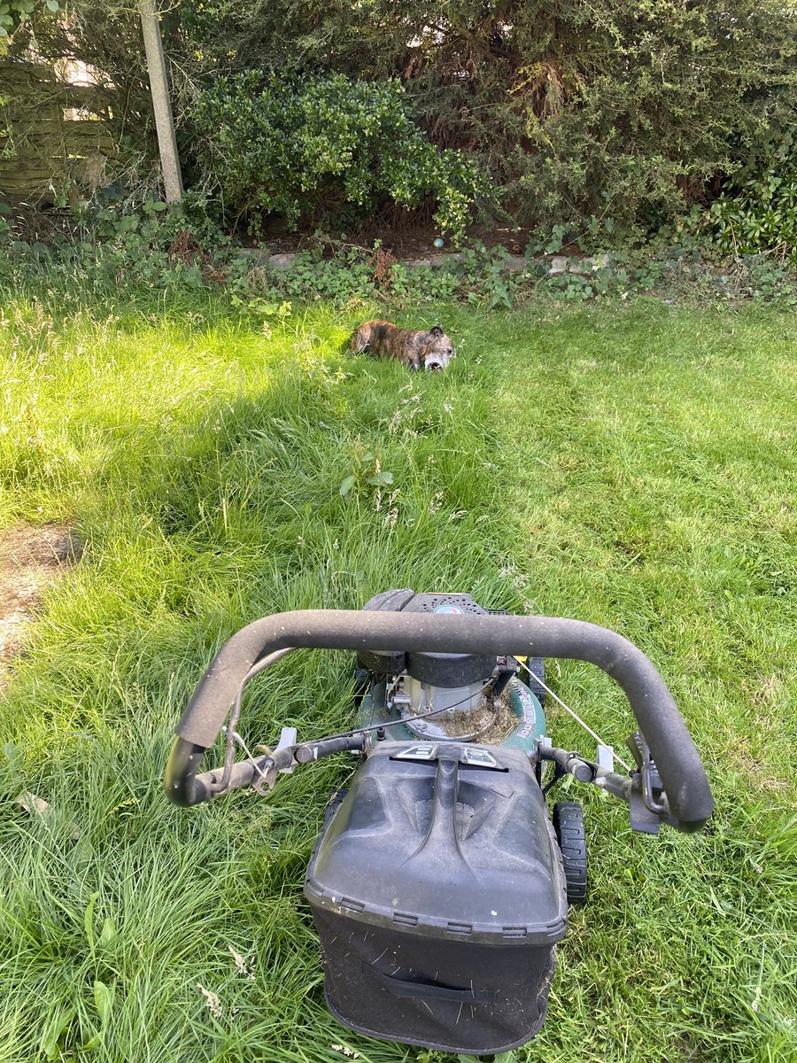 PorthosStaffy's tweet photo. Dear diary, today I dun a peasful protes against Mumther mowing the lawn. I laid in front of the mower an ran in front of it an I even dropped my bol in front of it! I didn’t win, but there’s always next time. #letthegrassgrow https://t.co/pfnTC53qmy