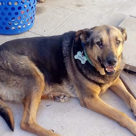 Elibel42514062's tweet photo. Ojitos años esperando una familia
Adopta con el corazón 3416050670 https://t.co/hj9oirAyLa