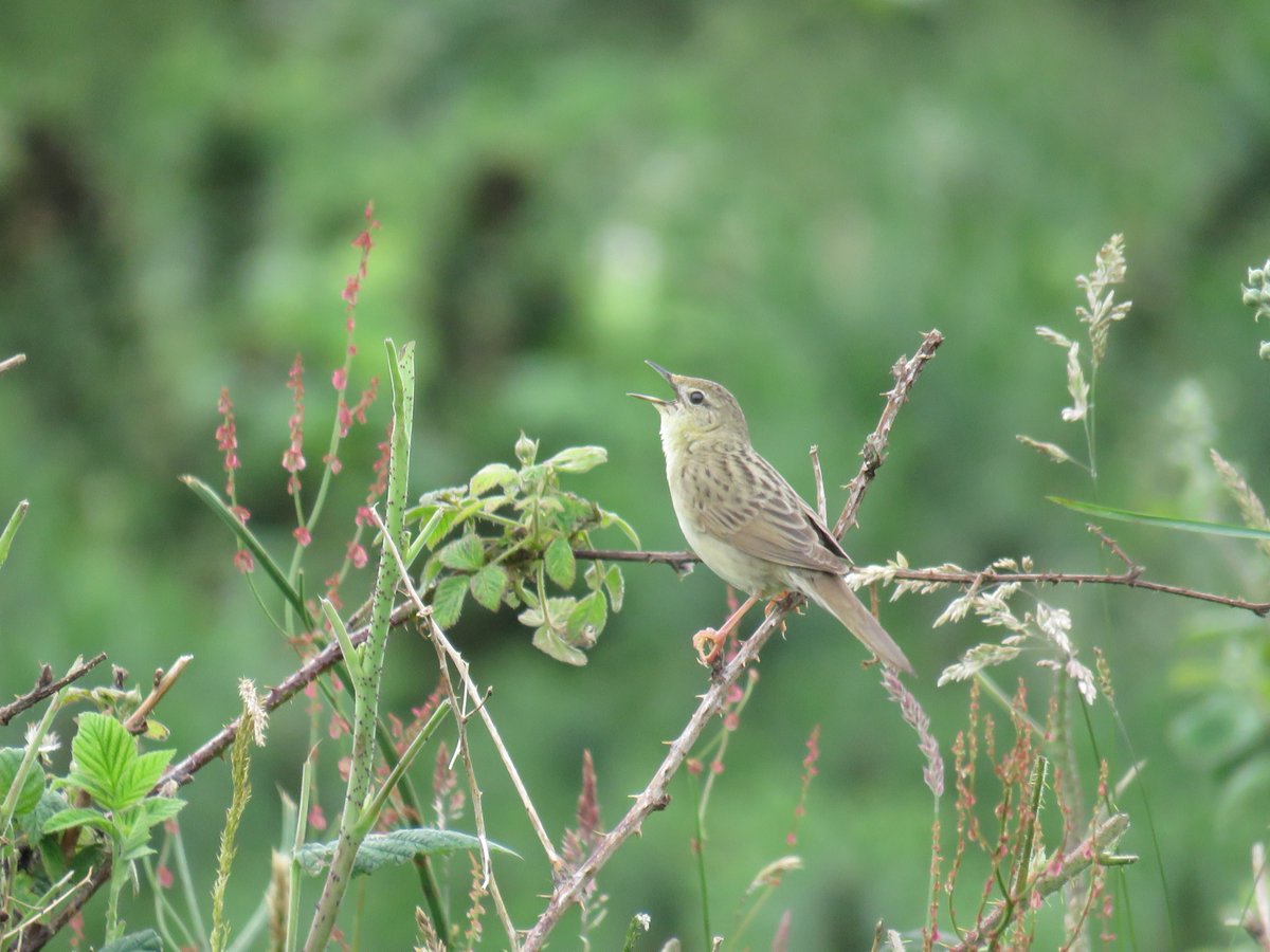 donnarainey4's tweet photo. First time I have knowingly seen a Grasshopper warbler. I watched it for ages singing it's heart out. What a magical moment, &amp; a beautiful bird. @RSPBNI Used to hear them down my road before all the suitable habitat got built on. https://t.co/FAyvot0ywo