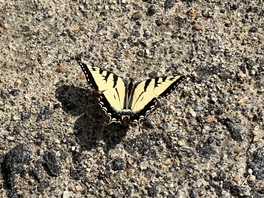chrislb104's tweet photo. Run to Deering this morning. Came across Canadian tiger swallowtail, dusky slug (I helped with a safe crossing and a large gypsy moth caterpillar. #deeringnh #howdidtheslugcrosstheroad https://t.co/dopoj8BHHJ