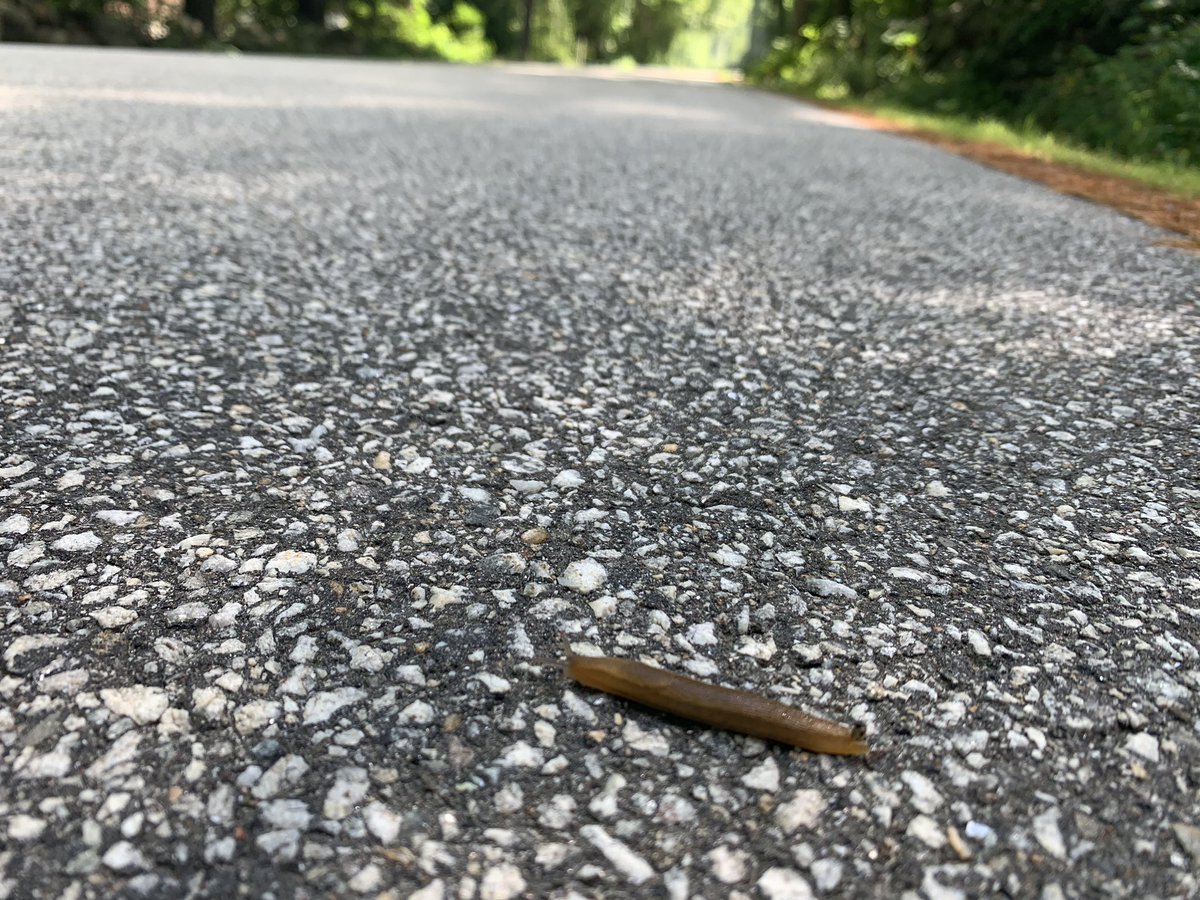 chrislb104's tweet photo. Run to Deering this morning. Came across Canadian tiger swallowtail, dusky slug (I helped with a safe crossing and a large gypsy moth caterpillar. #deeringnh #howdidtheslugcrosstheroad https://t.co/dopoj8BHHJ