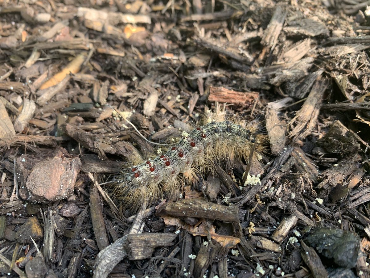 chrislb104's tweet photo. Run to Deering this morning. Came across Canadian tiger swallowtail, dusky slug (I helped with a safe crossing and a large gypsy moth caterpillar. #deeringnh #howdidtheslugcrosstheroad https://t.co/dopoj8BHHJ