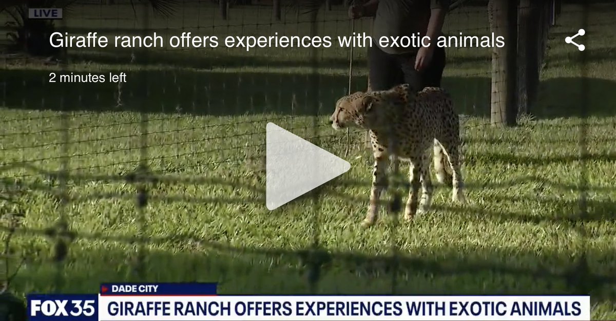 GiraffeRanchFL's tweet photo. ICYMI, our all-new Cheetah Experience was featured on @fox35orlando this morning! Watch now: https://t.co/UecXDbln6A Special thanks to @FOX35David https://t.co/SguFZmA24Q