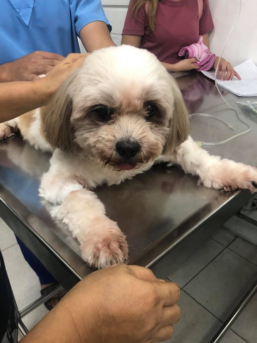 xnicnic1's tweet photo. Hello! My dog, Glo, has been diagnosed with leptospirosis, we have been trying our very best but her medical expenses are increasing. I can give 60 nmts + 1M bells with every coffee you buy. Every donation and RT counts 😭 Please help us. Full story:

https://t.co/SQeLaCSENU https://t.co/pr2ZKGrotg