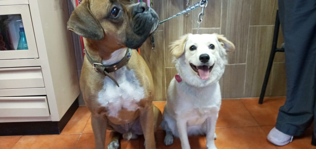 Totopo Spencer y Kira en el veterinario 
#boxerbond #boxerlove #boxerdog #LoveMyDog
<a href="/BoxerDogUnion/">BoxerDogs</a> <a href="/BoxerBond/">Boxer Fan Page</a> <a href="/OwnedByaBoxer/">Owned by a Boxer</a> <a href="/doggiemadness/">Neptune Blogging Boxer</a> <a href="/MundoBoxer/">MundoBoxer.Net</a> <a href="/boxerplanets/">boxerplanets</a>