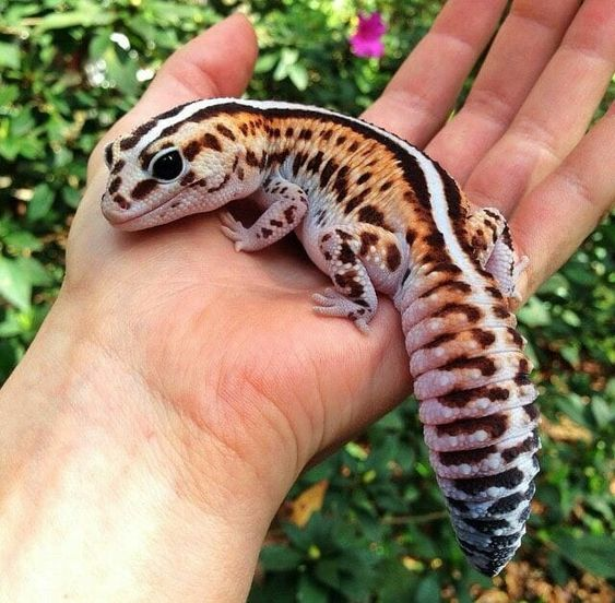 gecko