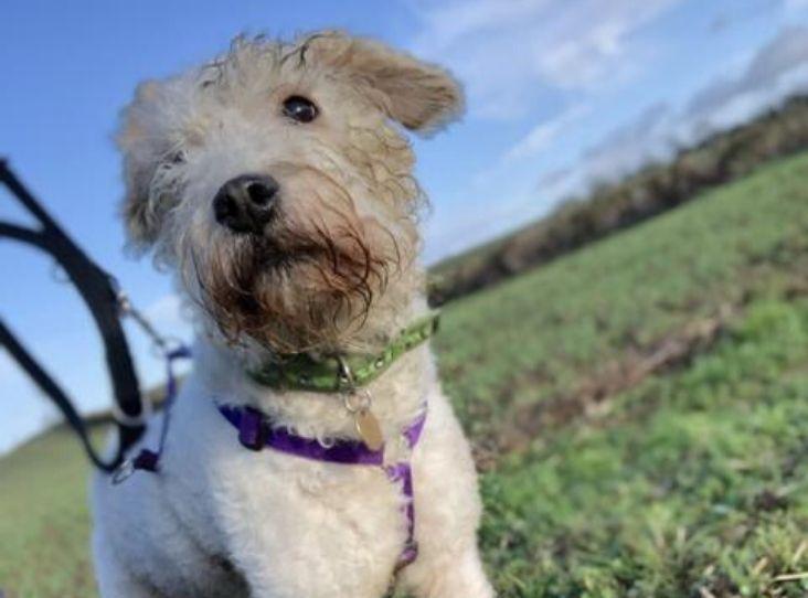 AdoptionsUk's tweet photo. Please retweet to help Foxy find a home #COTSWOLDS 
5 year old terrier quite a character loves humans and cuddles, doesn't like other dogs looking for an experienced owner that can work with that, ok with older children secure garden ideal❤️
https://t.co/01rV350LQj

#dogs #RSPCA https://t.co/mo5WKsAGxS
