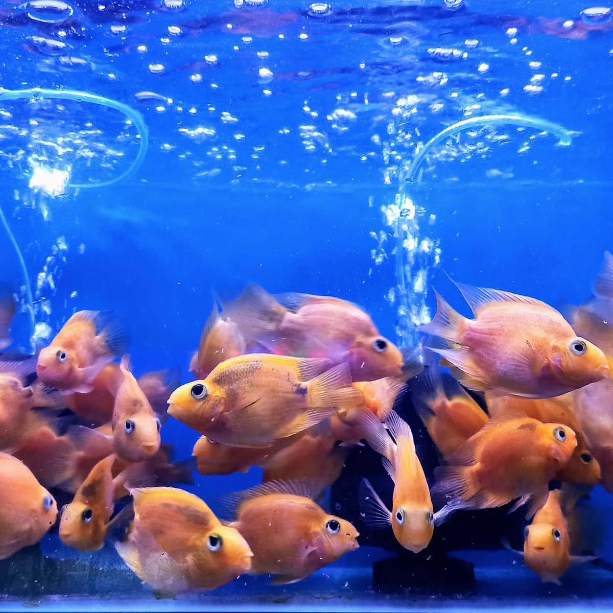 LivepetsIn1's tweet photo. Livepets: Red and yellow parrot fish. For order visit https://t.co/BlkKNqiCvU #livepets.in #aquarium #freshwaterfish #fishlover #mumbai #redparrotfish #parrotfish https://t.co/qZgEqPv4q8