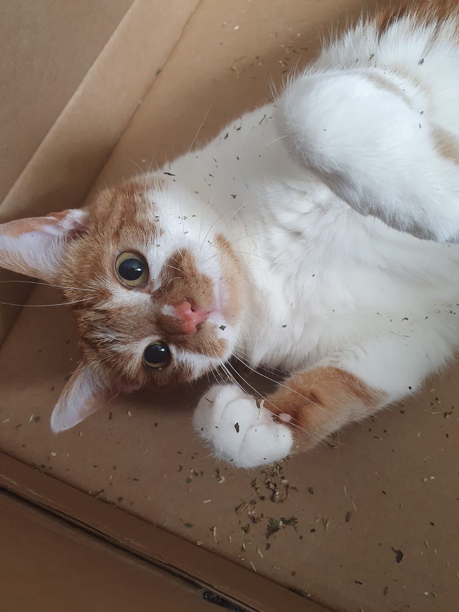 JamiesonFj's tweet photo. Someone was very happy inside a box that had been delivered with cat nip inside! #alfie #cat #FranDailyPhoto no.358 https://t.co/Hto3MI9gLC