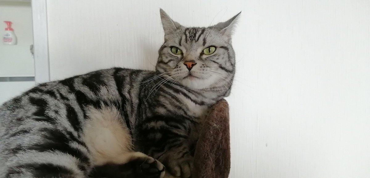 shichinosuke07's tweet photo. 今日で4歳になりました🎉✨😆✨🎊
#猫のいる生活 #猫のいる幸せ #猫がいる暮らし #誕生日おめでとう https://t.co/eQuw4SLRqc