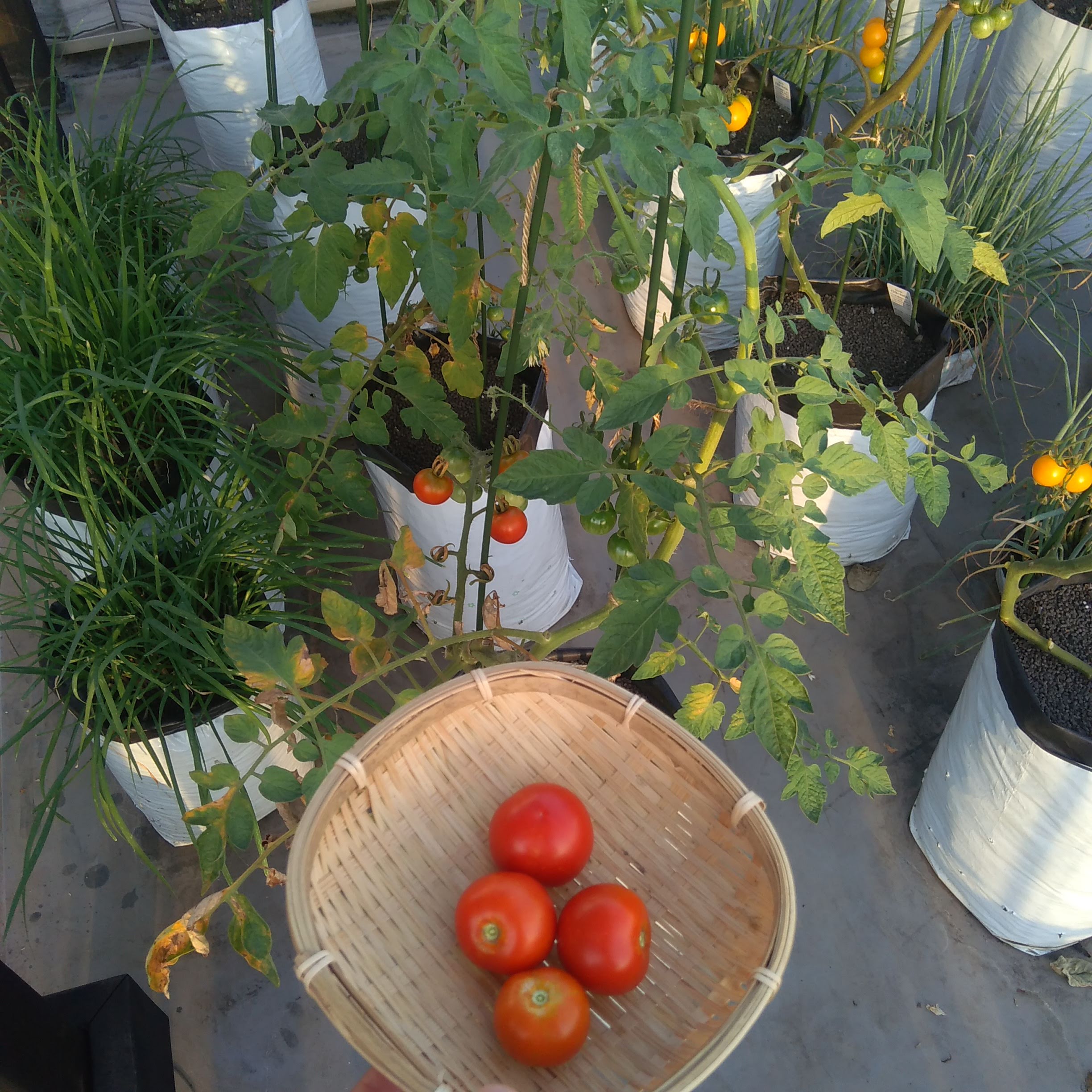 Twitter 上的 袋栽培のtheskyfarmers ついに力尽きました 今シーズンもごちそうさまでした 袋栽培 Plantgrowbags ミニトマト シュガーランプ アタリヤ 収穫 家庭菜園 ベランダ菜園 プランター Theskyfarmers T Co Qqyu1cs8wa T Co